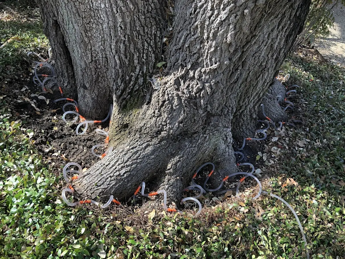 Detailed Tree Cabling and Bracing job site in Mattaponi